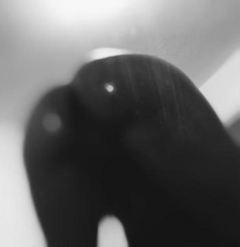 7049130116, female escort, Charlotte